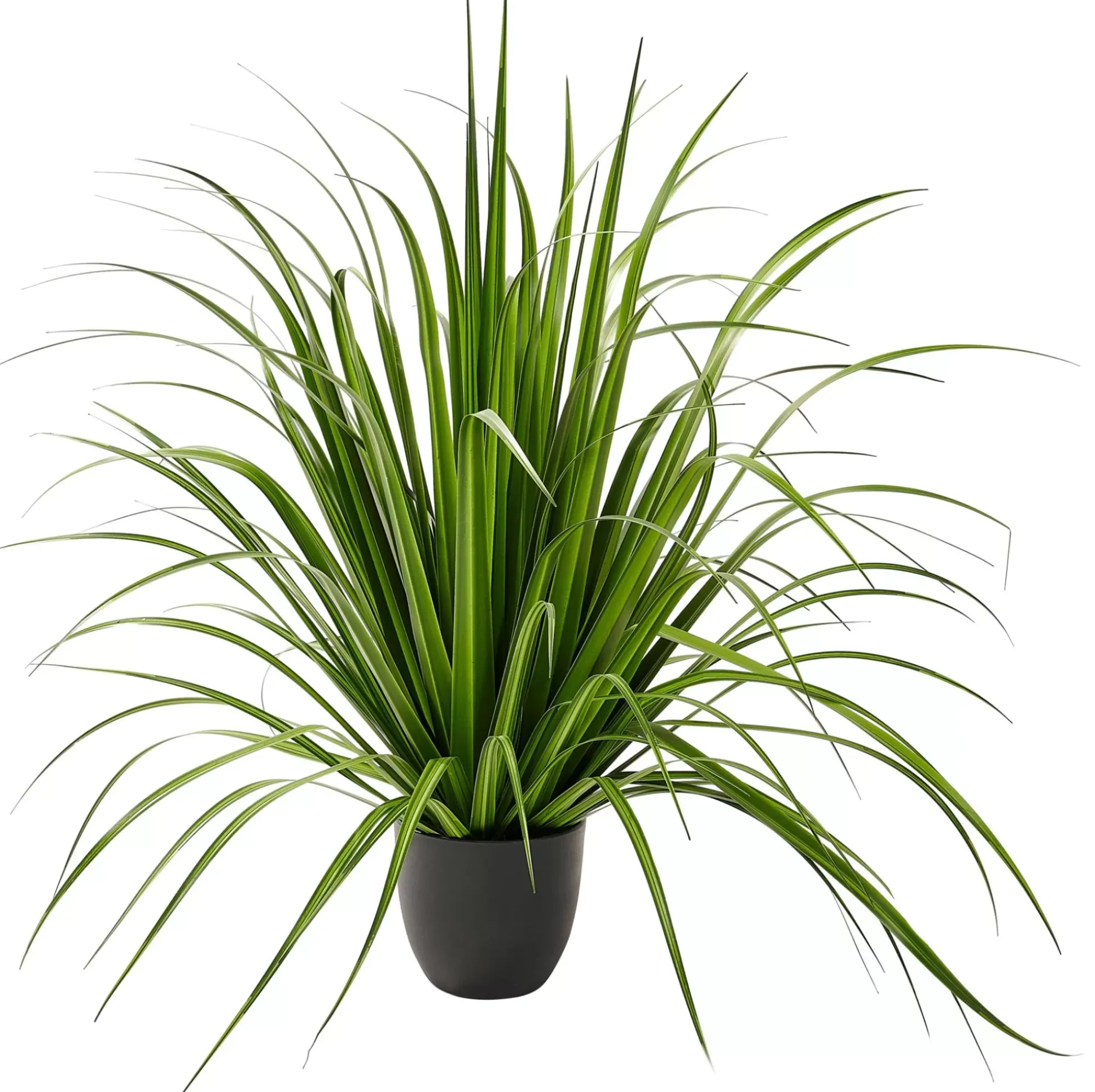 Allium Hierba Ornamental Verde