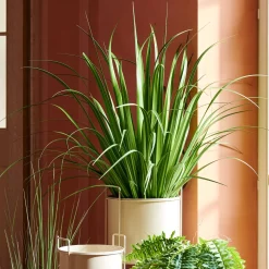 Allium Hierba Ornamental Verde