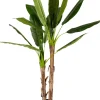 Banana Platanera Verde