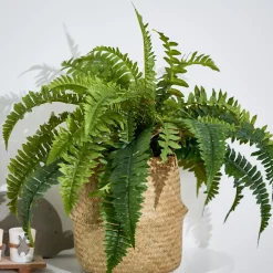 Boston Planta Helecho Verde