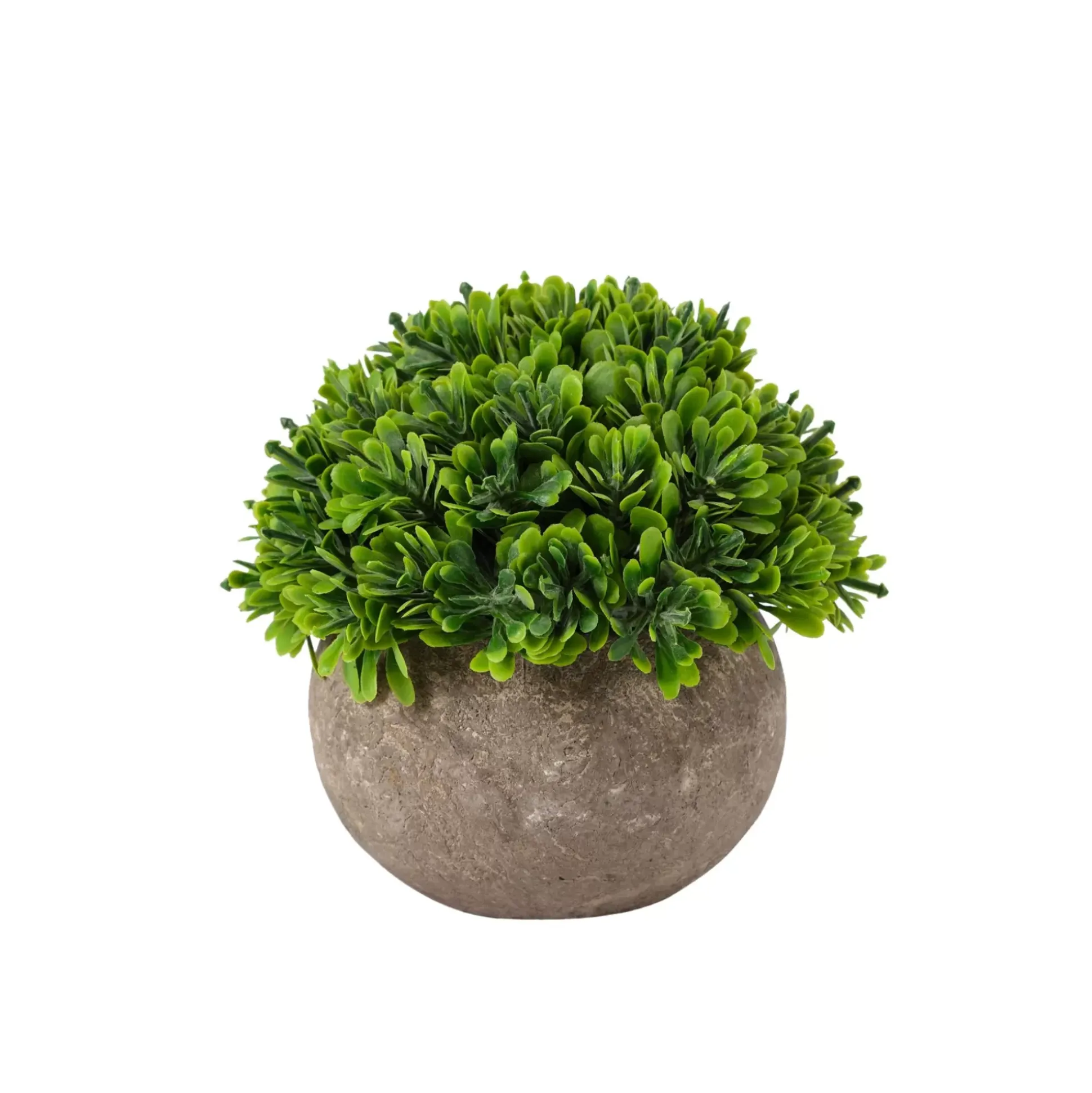Buxus Planta Varios Colores