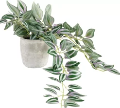 Calathea Planta Colgante Gris, Verde, Morado