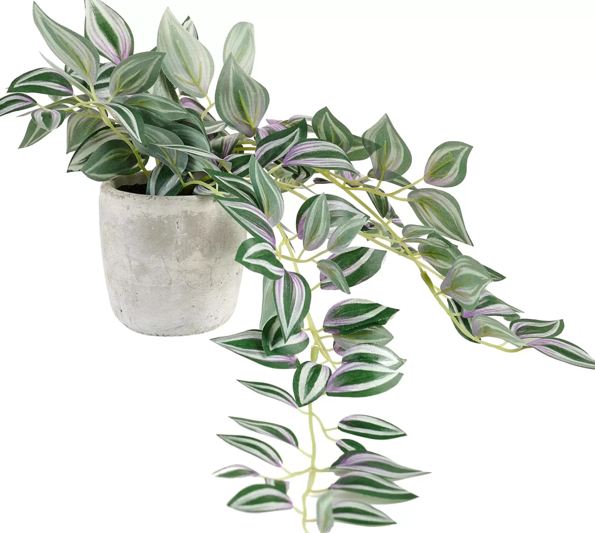 Calathea Planta Colgante Gris, Verde, Morado