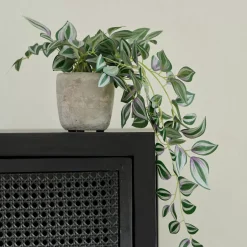 Calathea Planta Colgante Gris, Verde, Morado