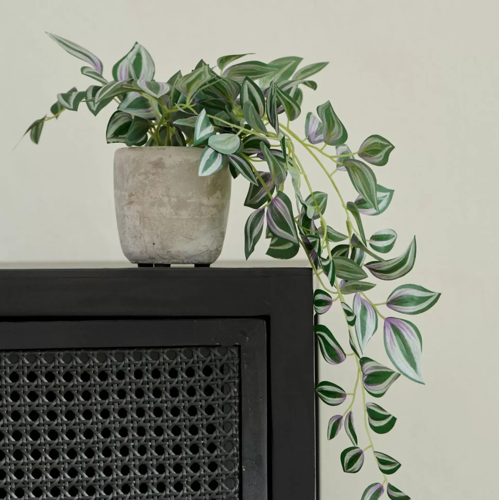 Calathea Planta Colgante Gris, Verde, Morado