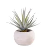 Cement Planta Crasa Art En Tarro Gris