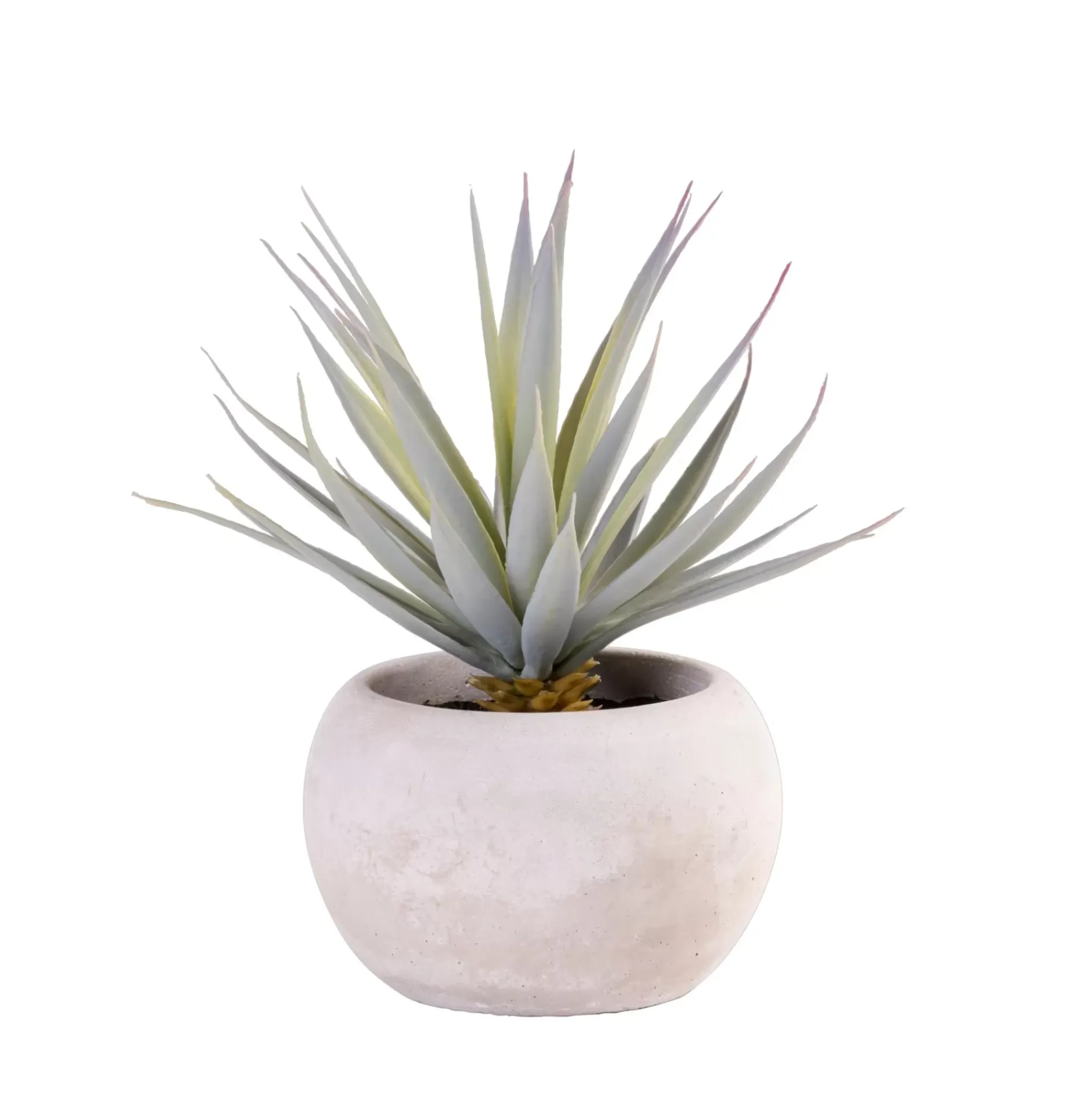 Cement Planta Crasa Art En Tarro Gris