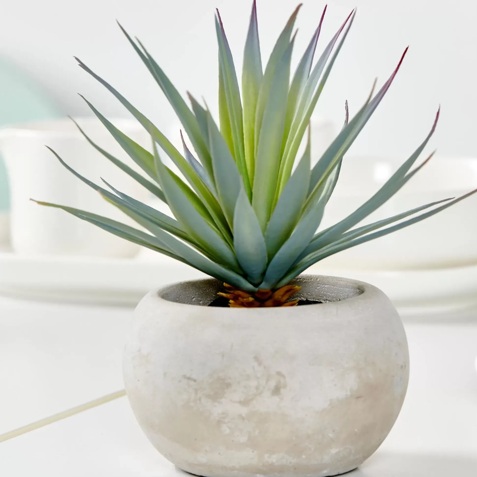 Cement Planta Crasa Art En Tarro Gris