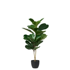 Figi Negro, Verde Oscuro