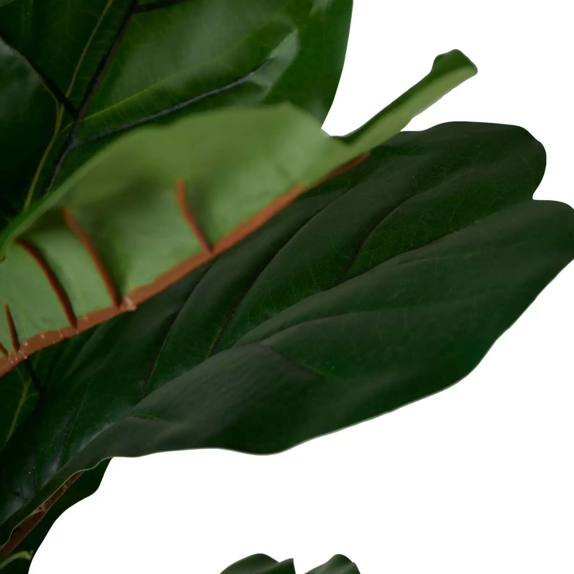 Figi Planta Artificial Varios Colores