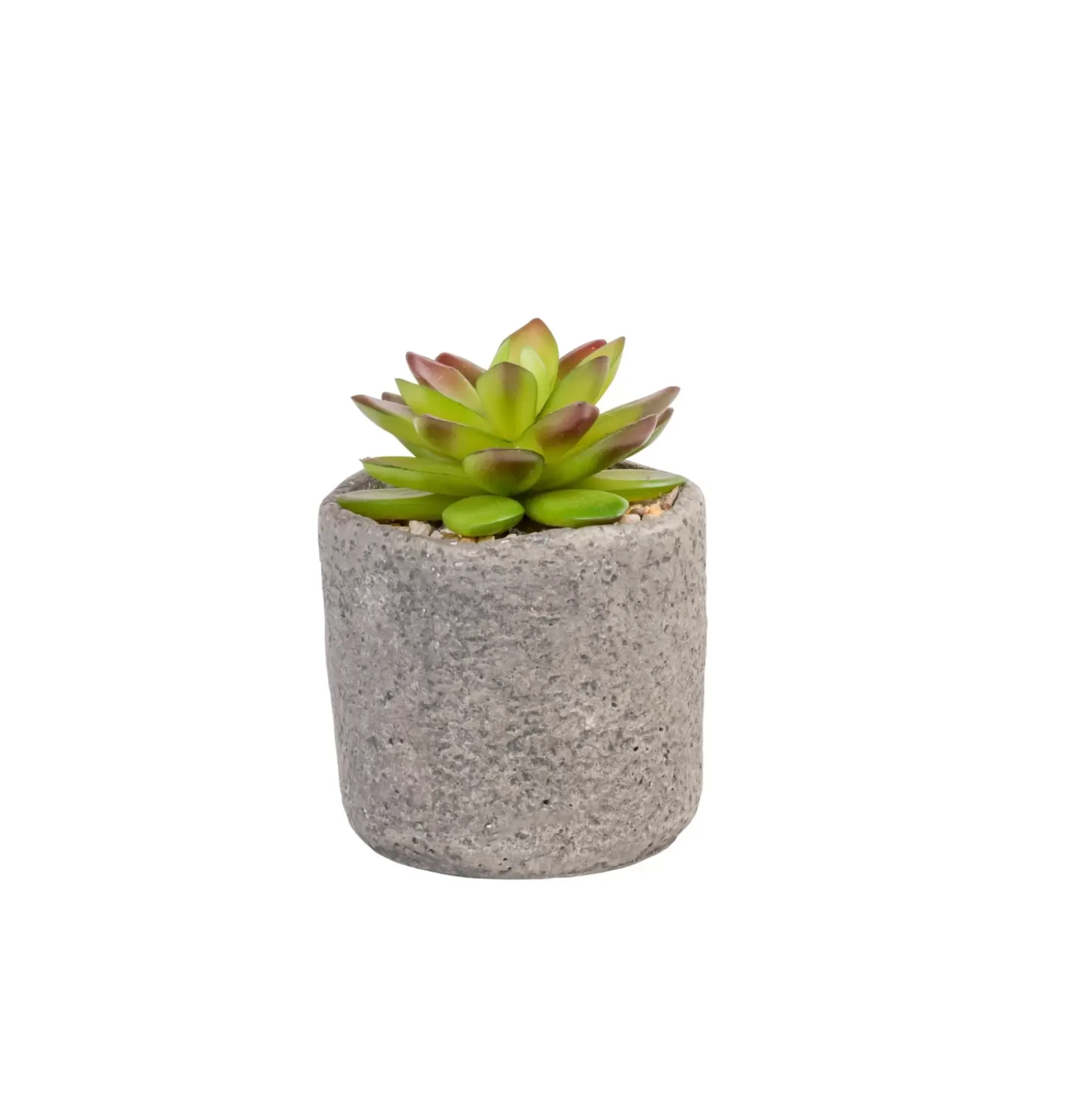 Granit Planta Crasa En Maceta Verde