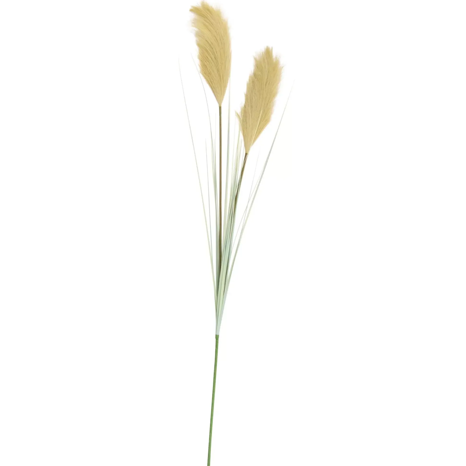 Grass Cana Con Pluma Verde