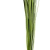 Grass Haz De Hierba Verde