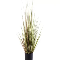 Herba Hierba En Maceta Verde
