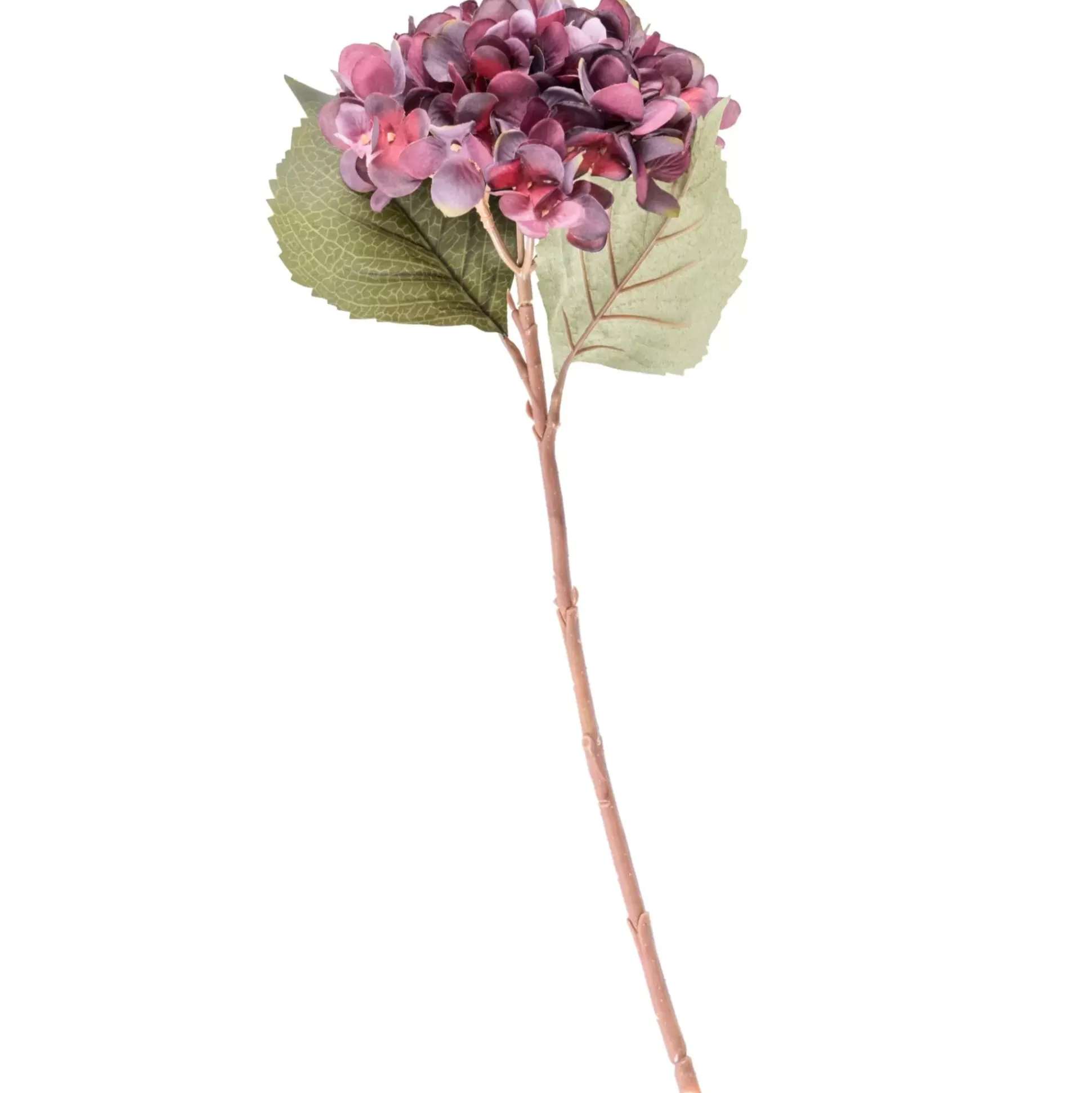 Hydrangea Hortensia Burdeos