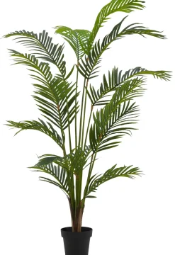 Kwai Palma Verde