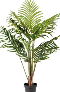 Kwai Palmera Verde