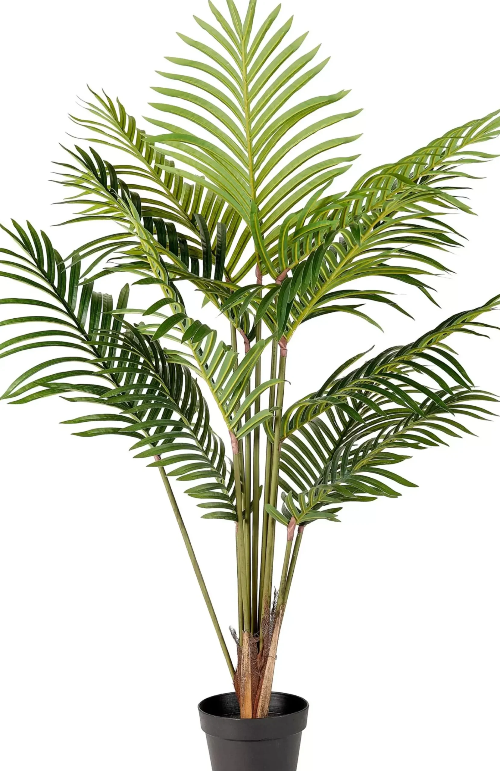 Kwai Palmera Verde