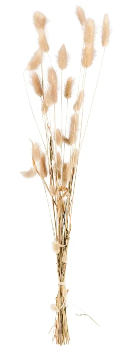 Lagurus Cola De Liebre Natural