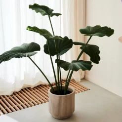 Lotus Planta Verde