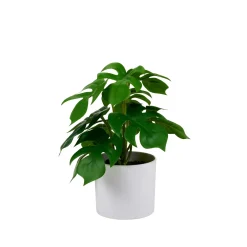 Monstera Planta Varios Colores