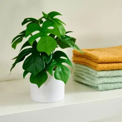 Monstera Planta Varios Colores