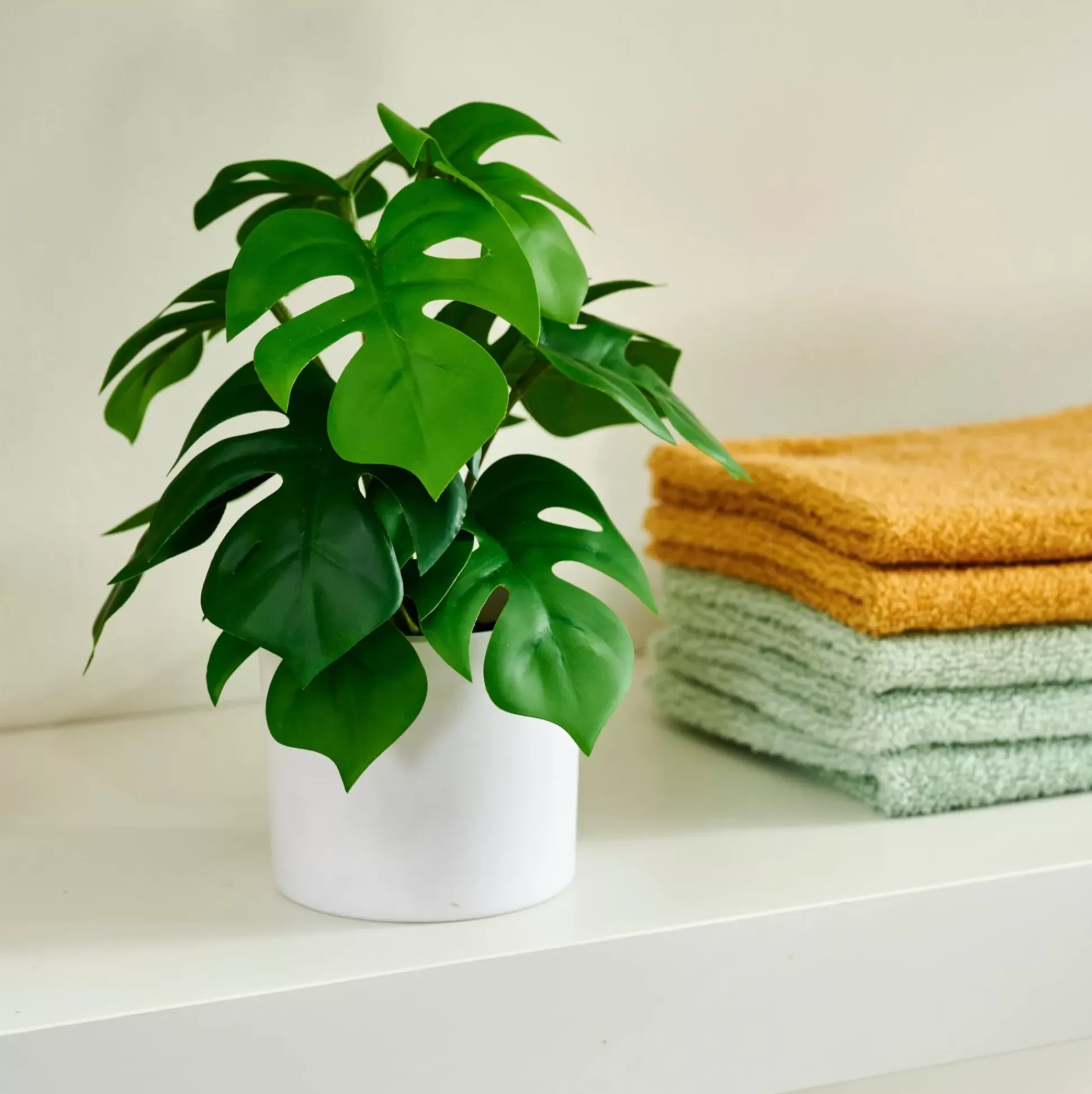 Monstera Planta Varios Colores
