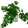 Monstera Planta Varios Colores, Blanco, Verde