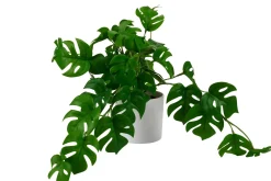 Monstera Planta Varios Colores, Blanco, Verde