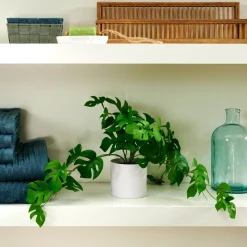 Monstera Planta Varios Colores, Blanco, Verde