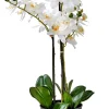 Orchid Orquidea En Maceta Blanco