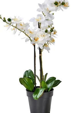 Orchid Orquidea En Maceta Blanco