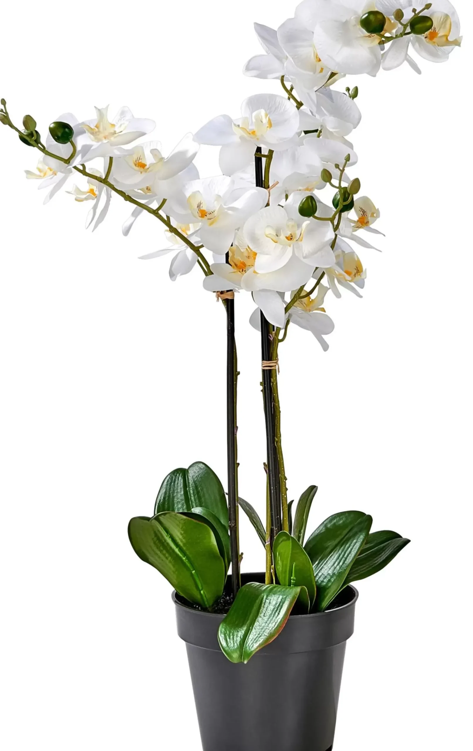 Orchid Orquidea En Maceta Blanco