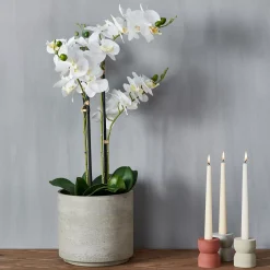 Orchid Orquidea En Maceta Blanco