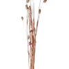 Phalaris Hierba Ornamental Cobrizo