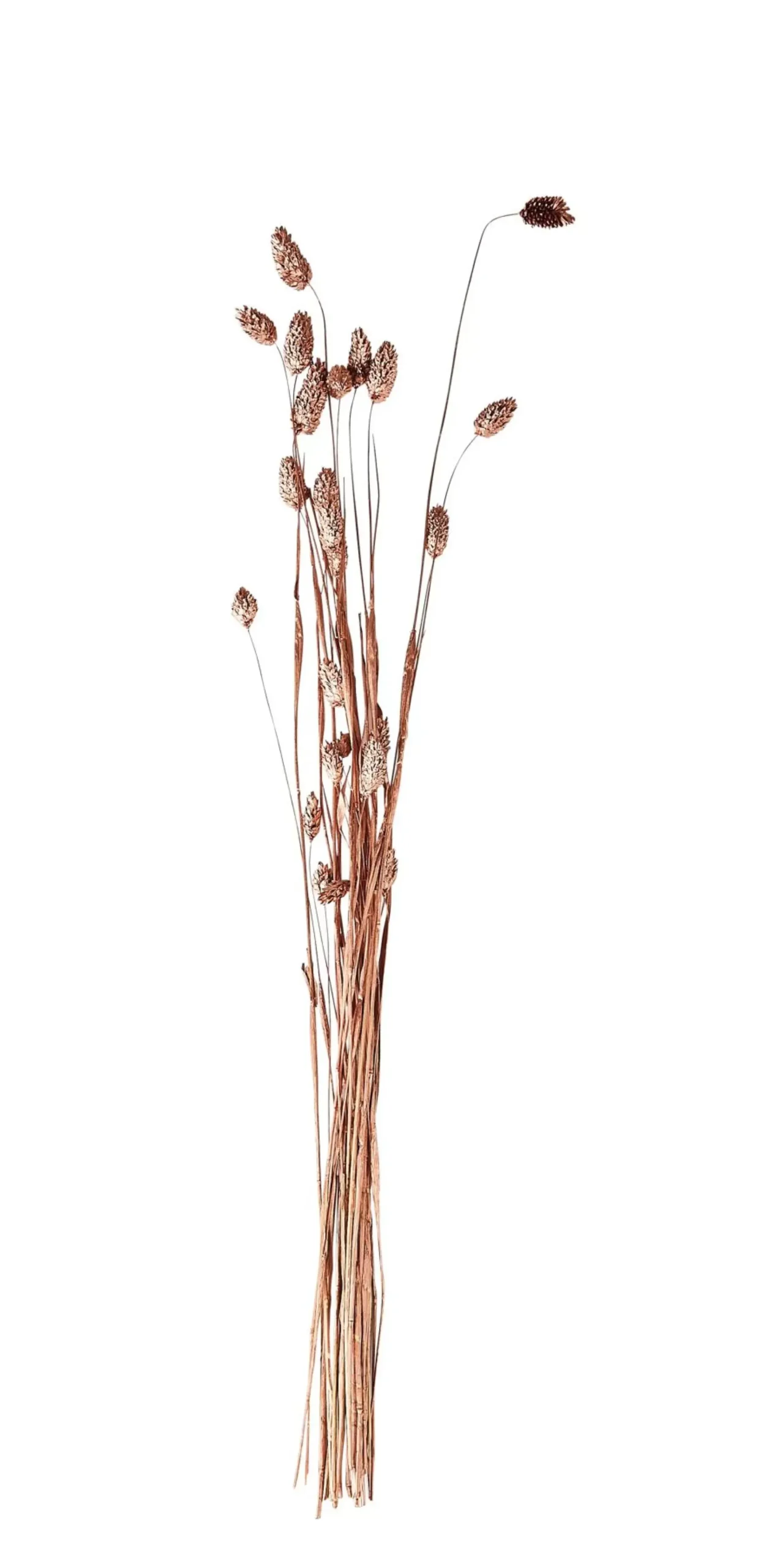 Phalaris Hierba Ornamental Cobrizo