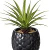 Pina Pina En Maceta Negro
