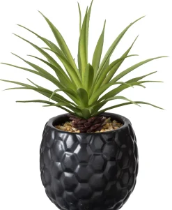 Pina Pina En Maceta Negro