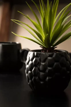 Pina Pina En Maceta Negro