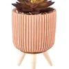 Stripe Planta Crasa Art En Tarro Multicolor