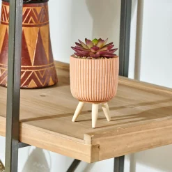 Stripe Planta Crasa Art En Tarro Multicolor