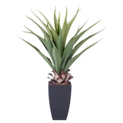 Vera Planta Aloe Vera Verde