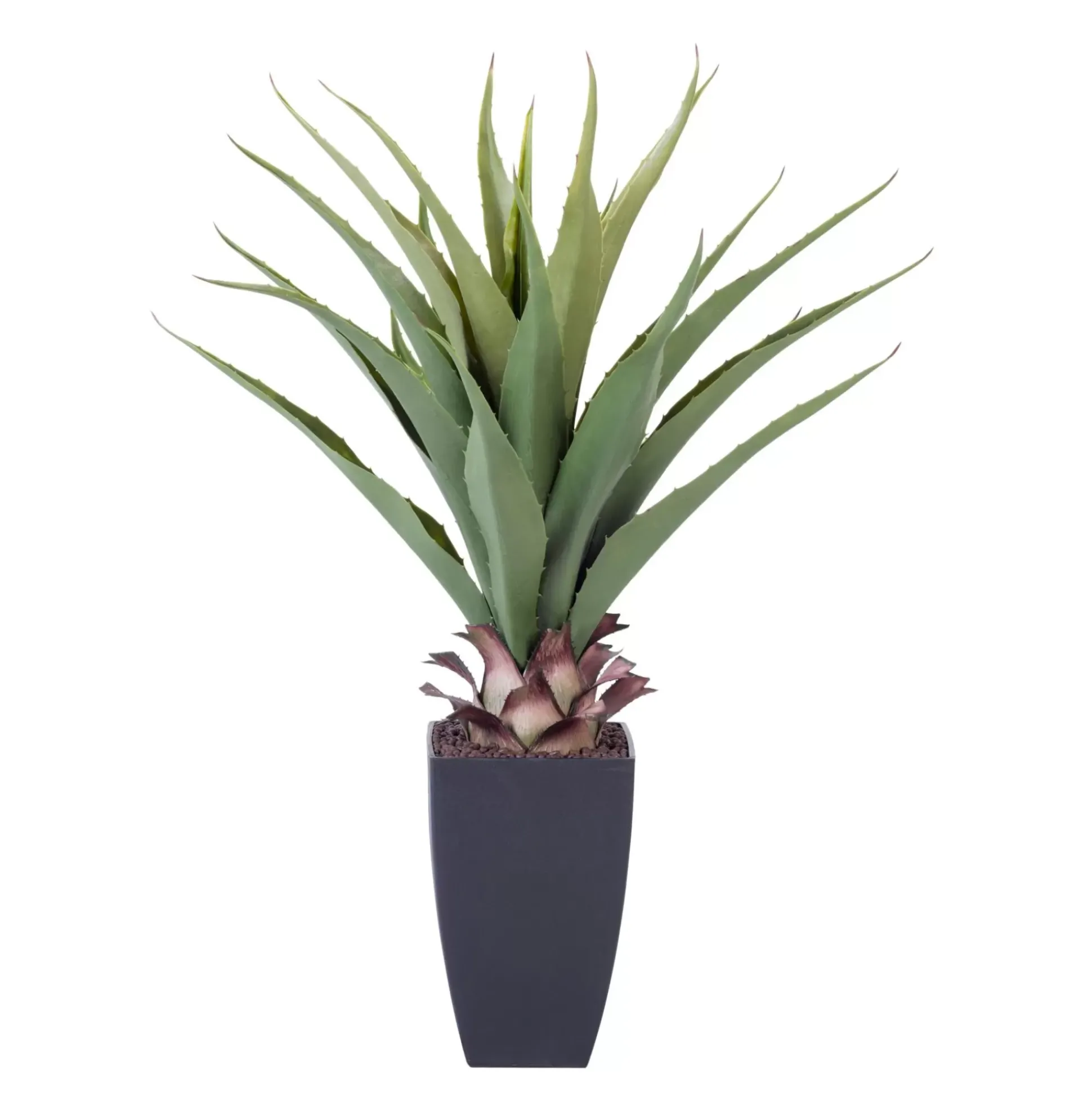 Vera Planta Aloe Vera Verde