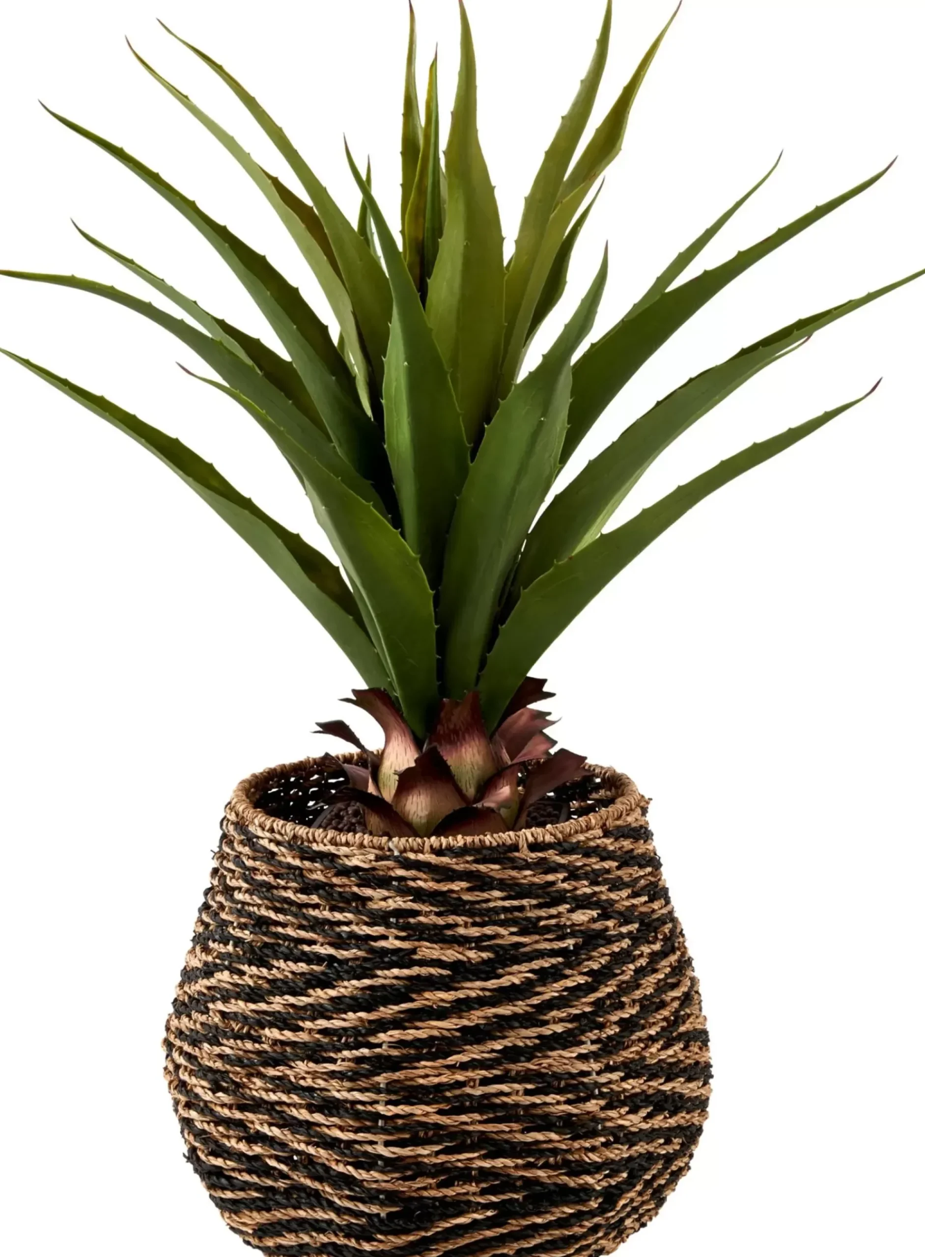 Vera Planta Aloe Vera Verde