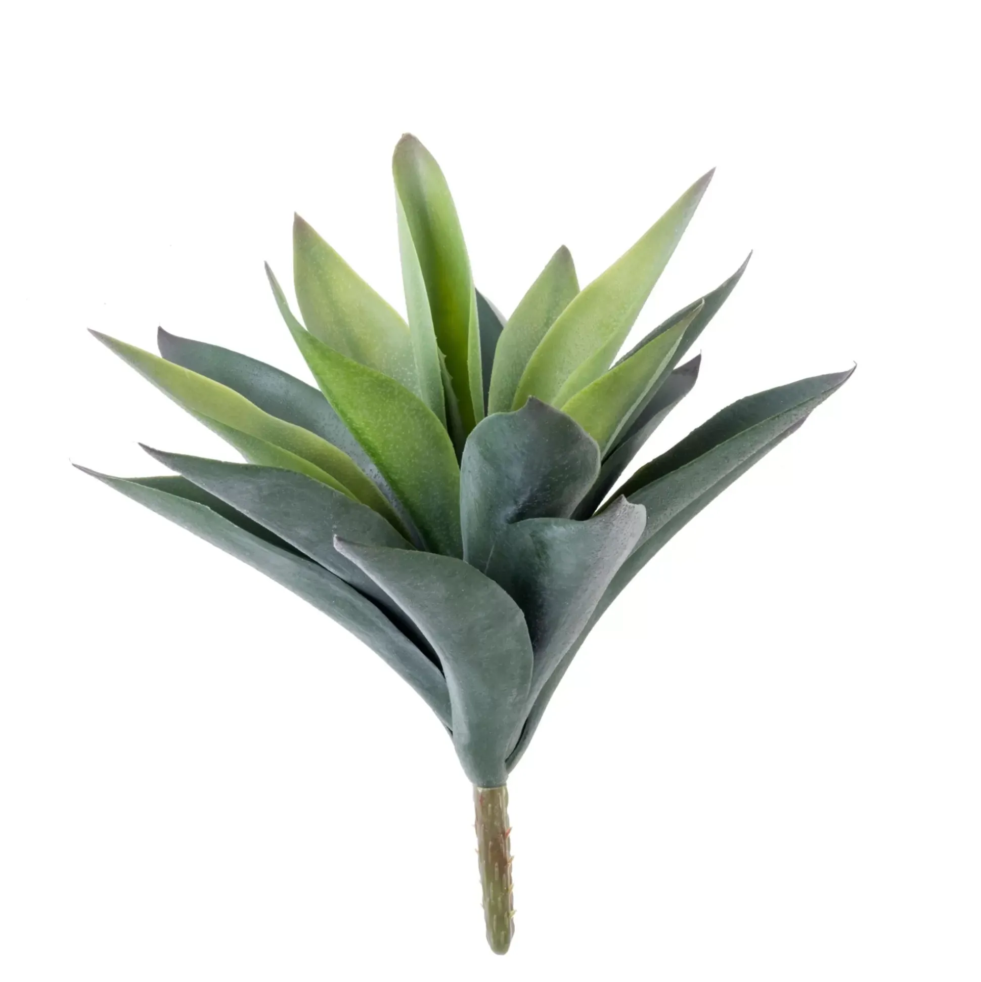 Vera Planta Crasa En Un Palillo Verde