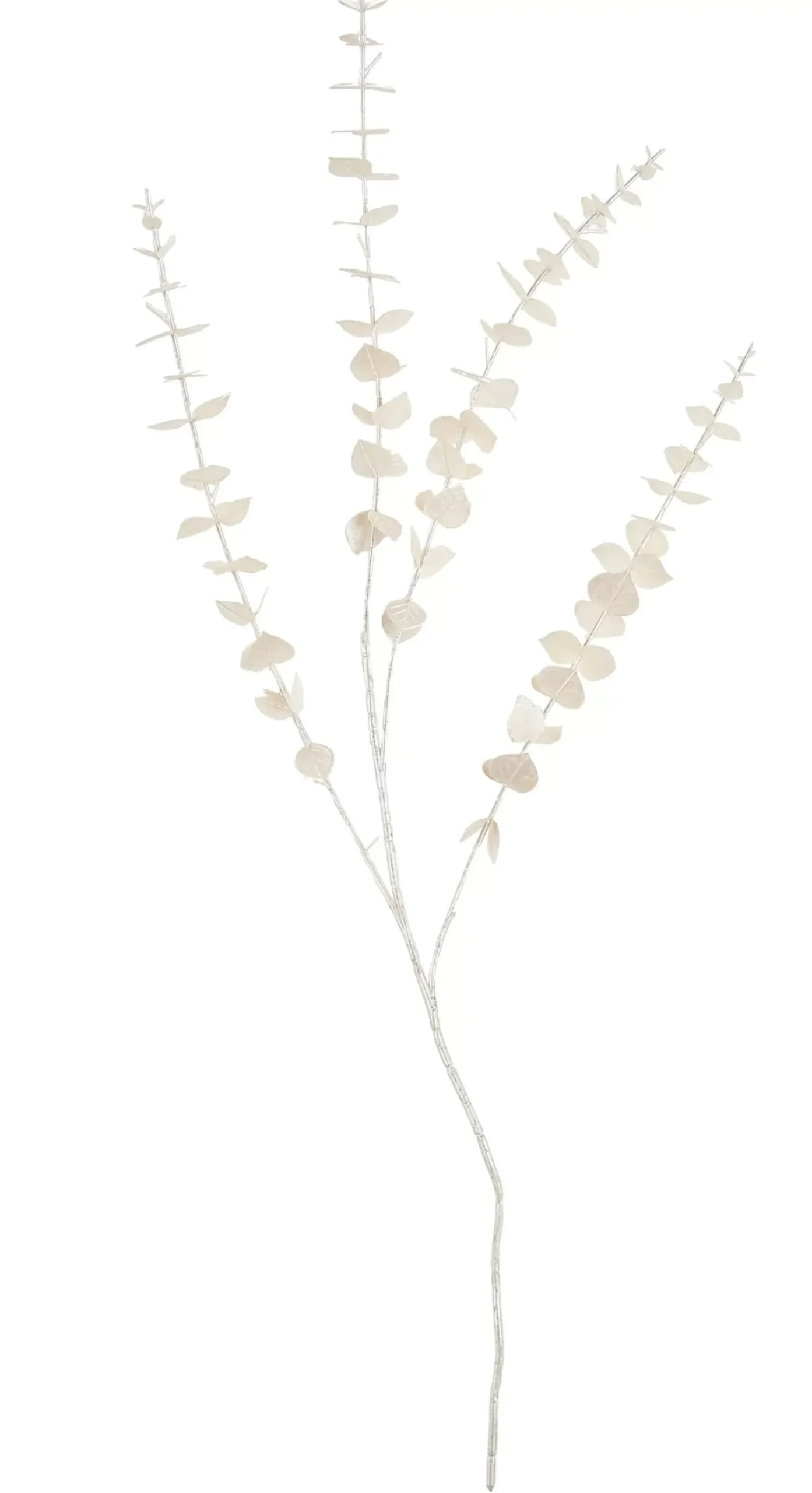White Rama De Eucalipto Blanco